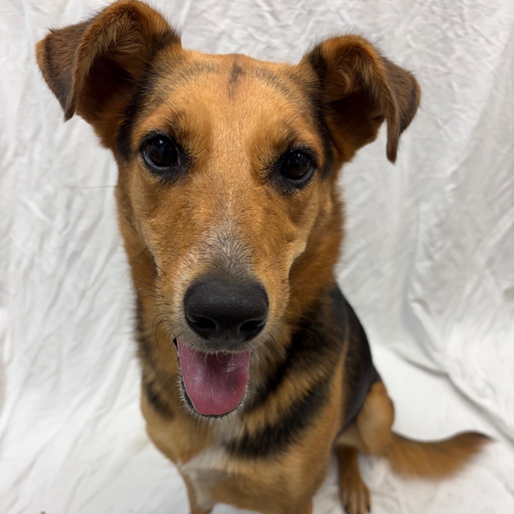 Nova, an adoptable German Shepherd Dog in Corpus Christi, TX, 78415 | Photo Image 1