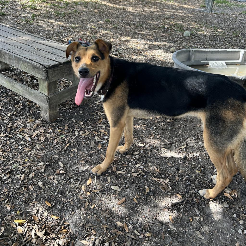 Nova, an adoptable German Shepherd Dog in Corpus Christi, TX, 78415 | Photo Image 2