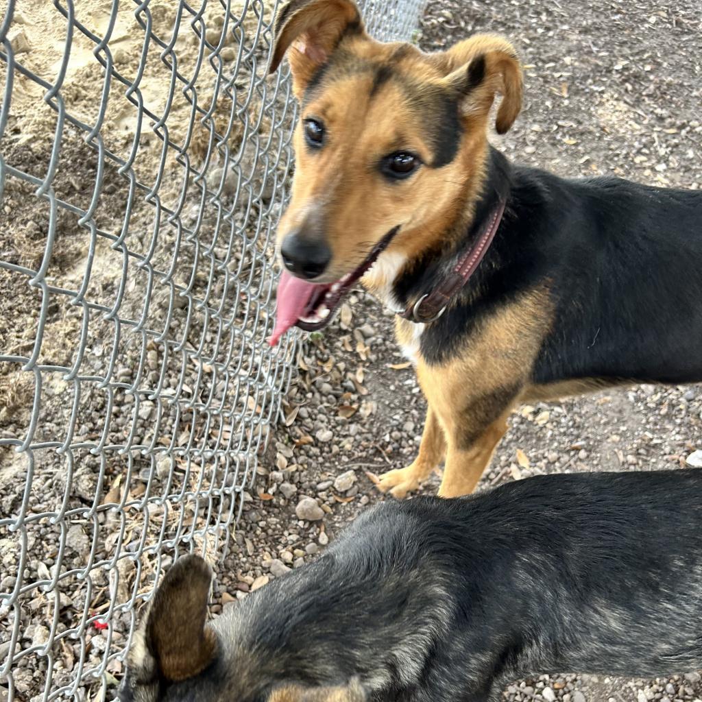 Nova, an adoptable German Shepherd Dog in Corpus Christi, TX, 78415 | Photo Image 3