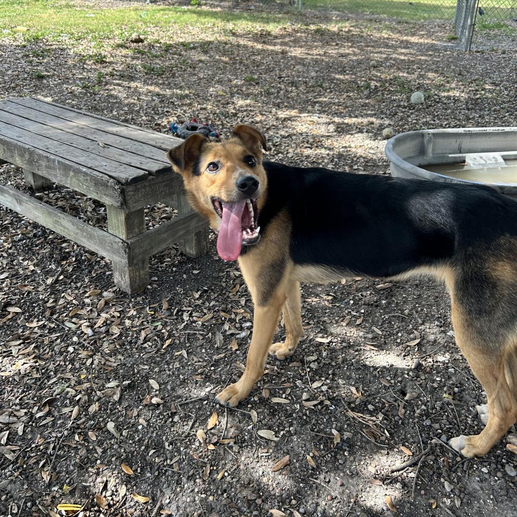 Nova, an adoptable German Shepherd Dog in Corpus Christi, TX, 78415 | Photo Image 4