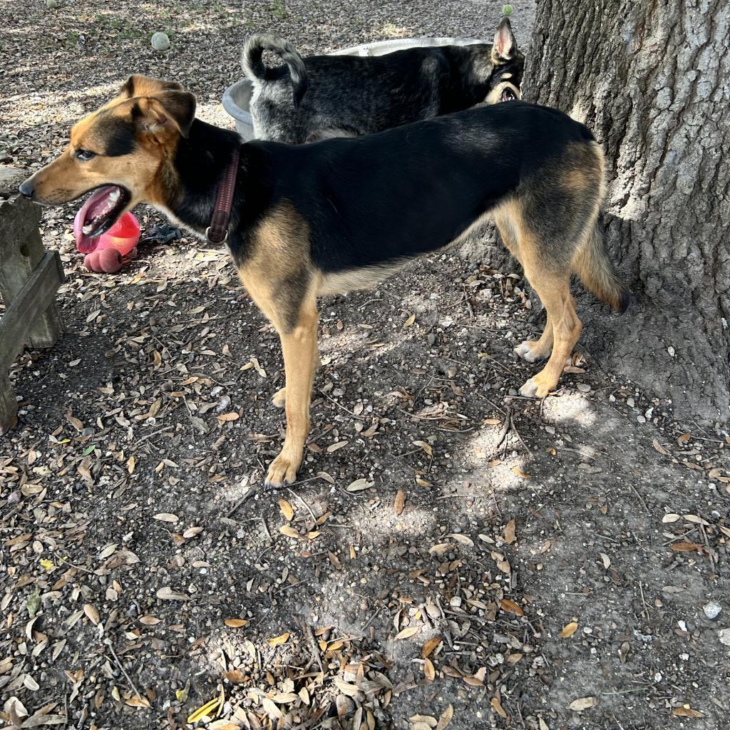 Nova, an adoptable German Shepherd Dog in Corpus Christi, TX, 78415 | Photo Image 5