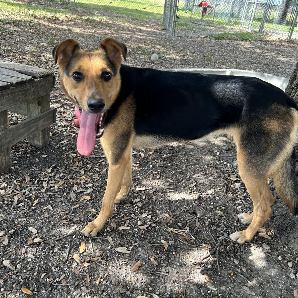 Nova, an adoptable German Shepherd Dog in Corpus Christi, TX, 78415 | Photo Image 6