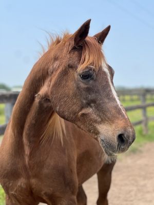 Winston, Senior Male Morgan