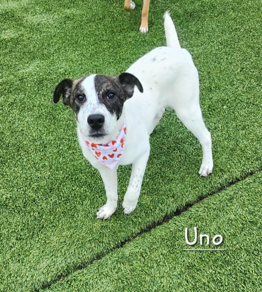 Uno