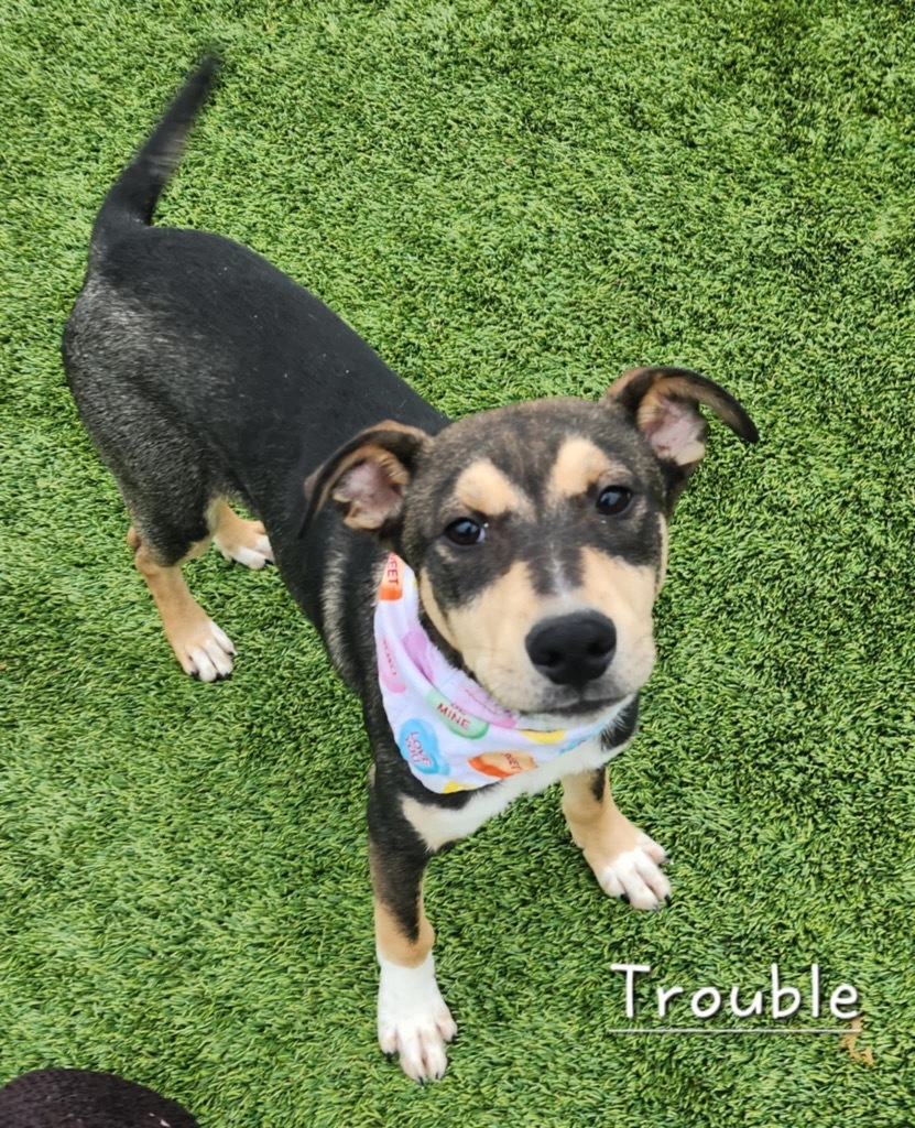 Trouble