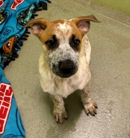 Copper, an adoptable English Bulldog, Australian Cattle Dog / Blue Heeler in Willmar, MN, 56201 | Photo Image 1