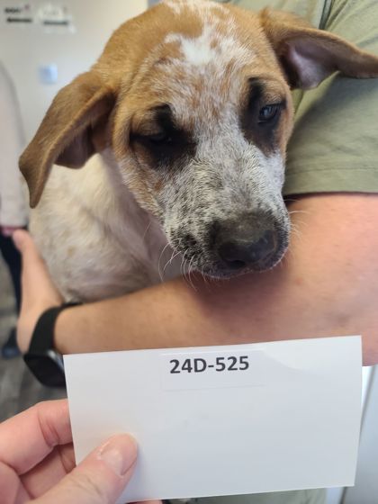 Copper, an adoptable English Bulldog, Australian Cattle Dog / Blue Heeler in Willmar, MN, 56201 | Photo Image 2