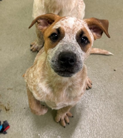 Bandit, an adoptable English Bulldog, Australian Cattle Dog / Blue Heeler in Willmar, MN, 56201 | Photo Image 1