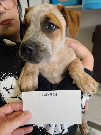 Bandit, an adoptable English Bulldog, Australian Cattle Dog / Blue Heeler in Willmar, MN, 56201 | Photo Image 2