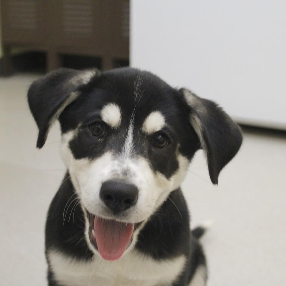 Clover, an adoptable Husky, Labrador Retriever in Dodge City, KS, 67801 | Photo Image 1