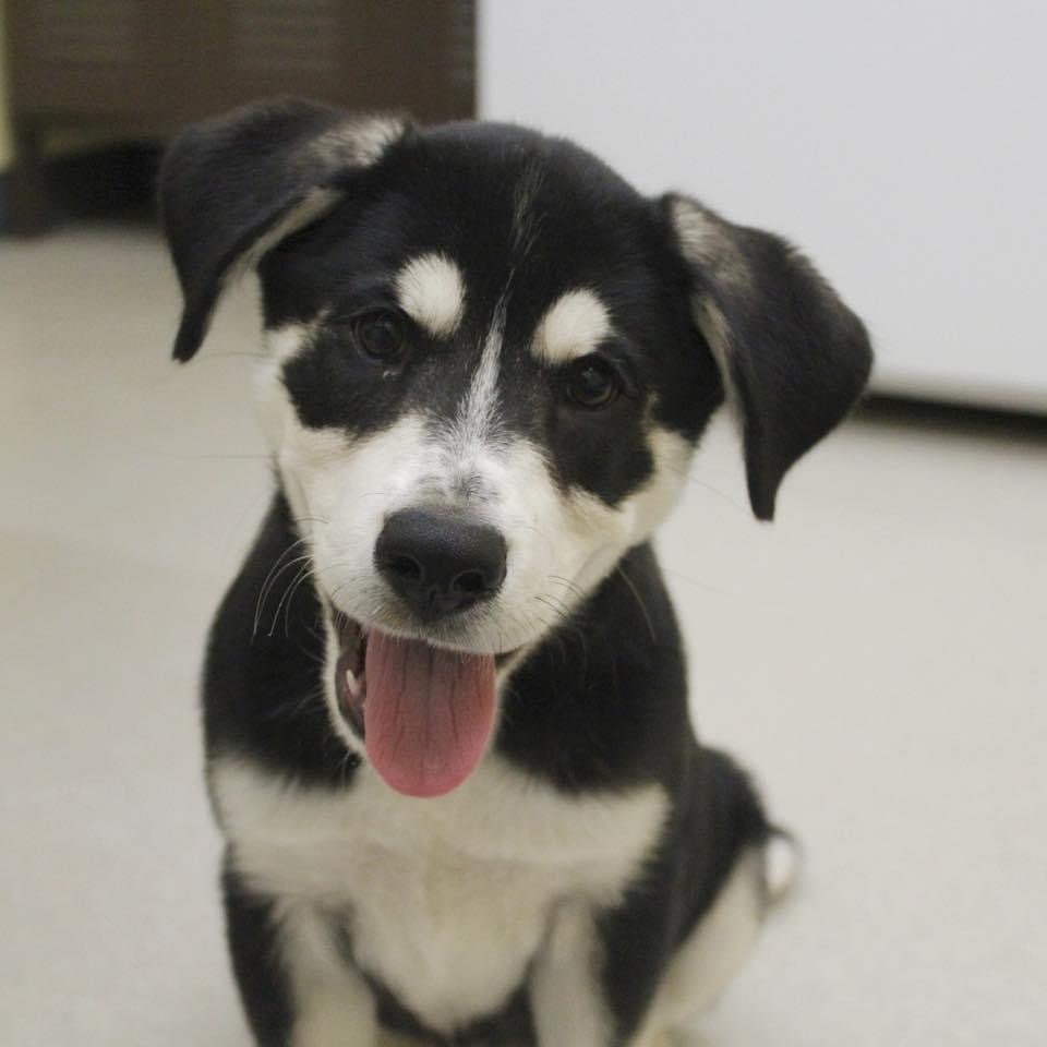 Clover, an adoptable Husky, Labrador Retriever in Dodge City, KS, 67801 | Photo Image 2