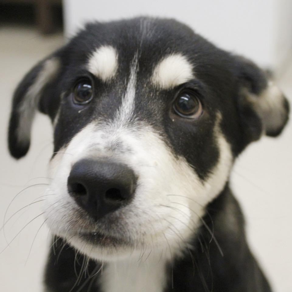 Clover, an adoptable Husky, Labrador Retriever in Dodge City, KS, 67801 | Photo Image 3