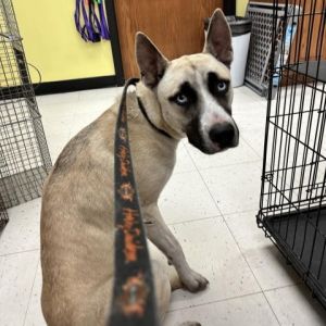 Meijer dog crate sales
