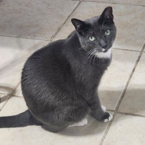 Kiara, Adult Female unknown