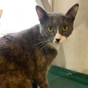 Mallie, Adult Female unknown