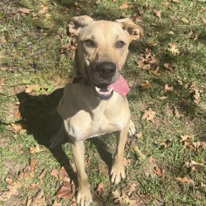 Dixie, Adult Female unknown