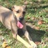 Dixie photo 4