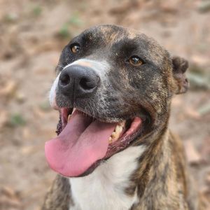 Meeka, Adult Female unknown