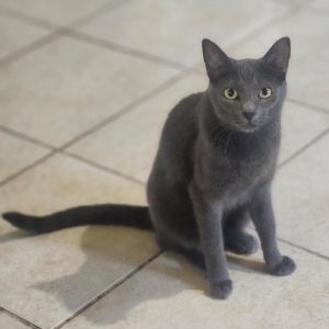 Belle, Adult Female unknown