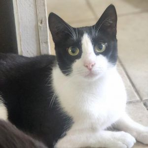 Connor, Adult Male unknown