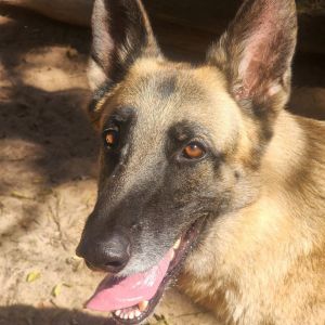 Aries, Senior Male unknown