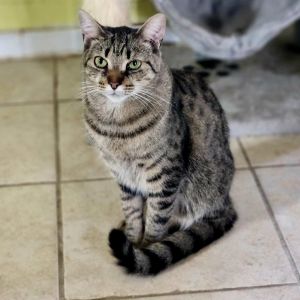 Scout, Adult Male unknown