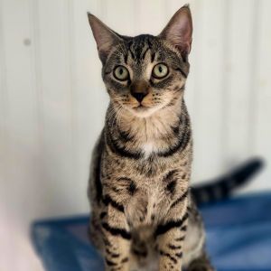 Asher, Adult Male unknown