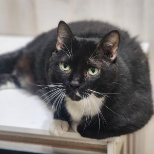 Tara, Senior Female unknown