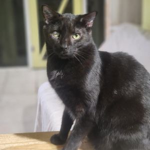 Frodo, Senior Male unknown