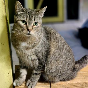 Zarina, Adult Female unknown