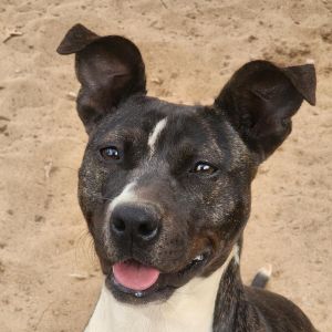 Poppy, Adult Female Mixed Breed