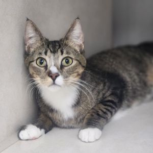 Barney, Adult Male unknown