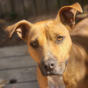 Ariel, Adult Female unknown