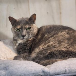 Cricket, Senior Female unknown