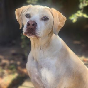Bentley, Senior Male unknown