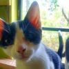 Houdini photo 2
