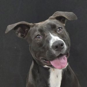 Emery, Adult Female unknown