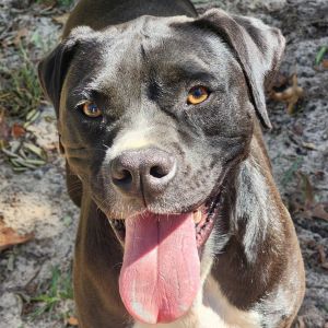Tyson (Mike), Adult Male unknown
