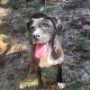 Tyson (Mike) photo 2