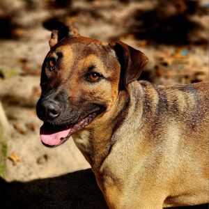 Bruno, Adult Male unknown
