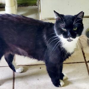 Felix, Senior Male unknown