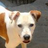 Romeo photo 1