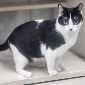 Esme, Adult Female unknown