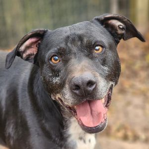 Rocky, Senior Male unknown