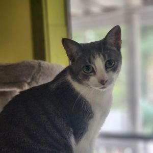 Tina, Adult Female unknown