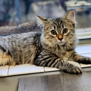 Spirit, Adult Female Domestic Medium Hair