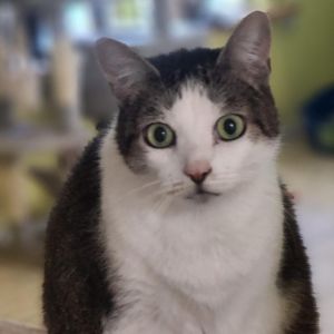 Zoey, Senior Female unknown