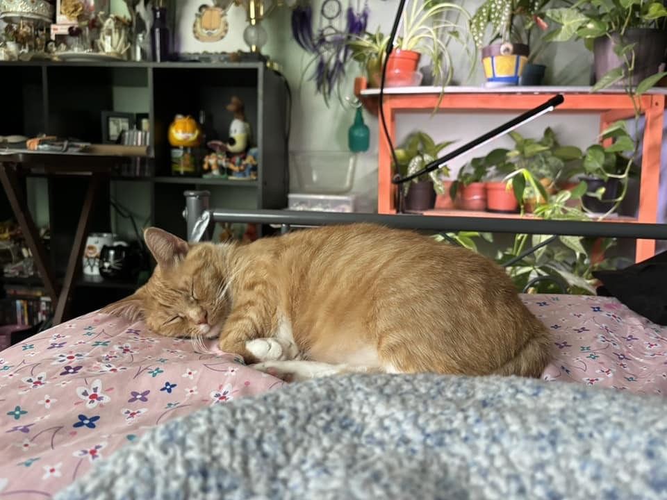 KitKat