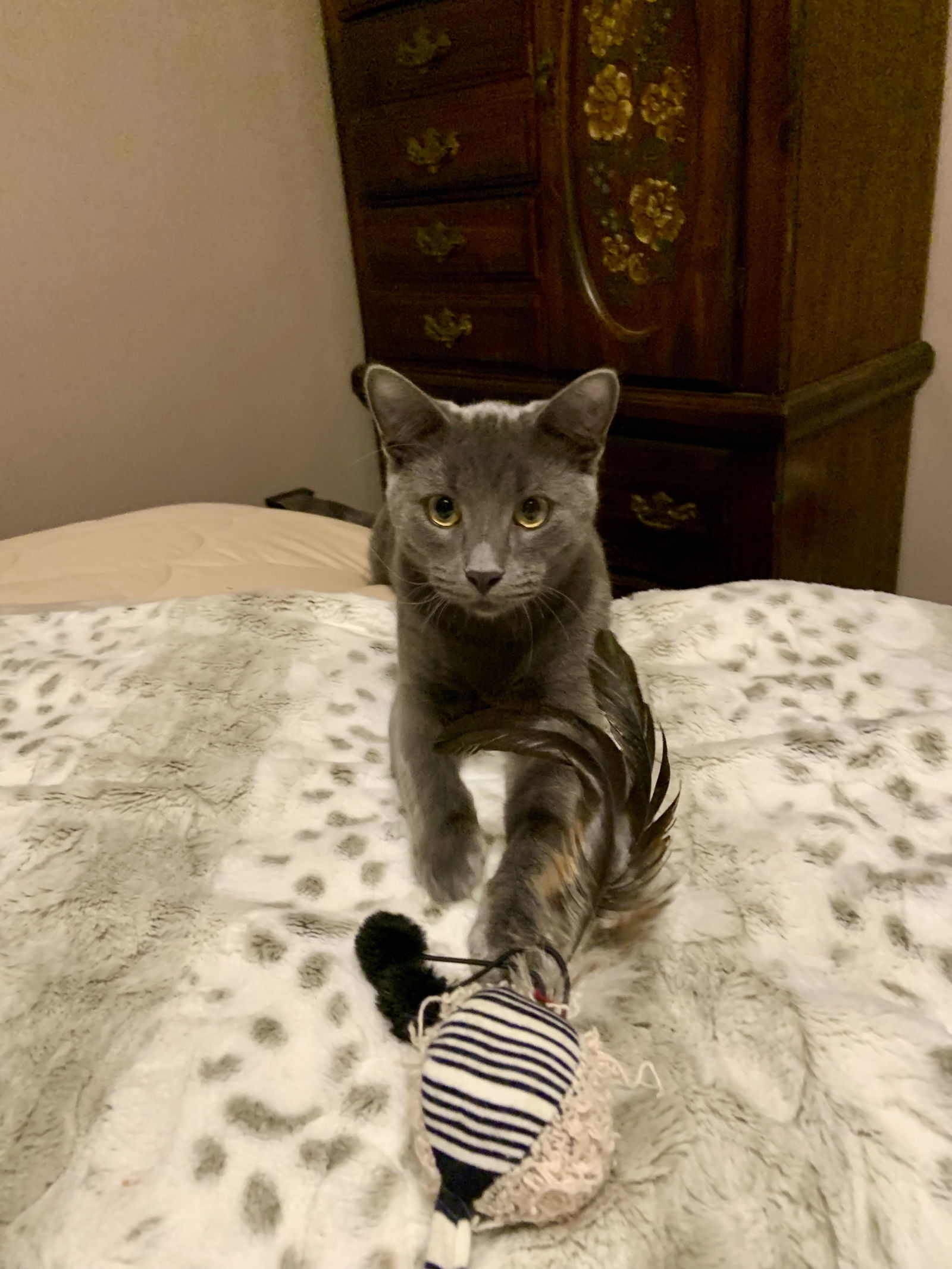 Suede(must be adopted with Mambo), an adoptable Domestic Short Hair, Chartreux in Walled Lake, MI, 48390 | Photo Image 1