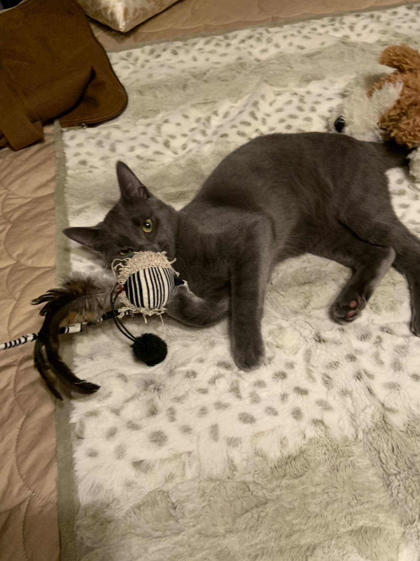 Suede(must be adopted with Mambo), an adoptable Domestic Short Hair, Chartreux in Walled Lake, MI, 48390 | Photo Image 2